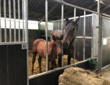 paardenstal met veulen